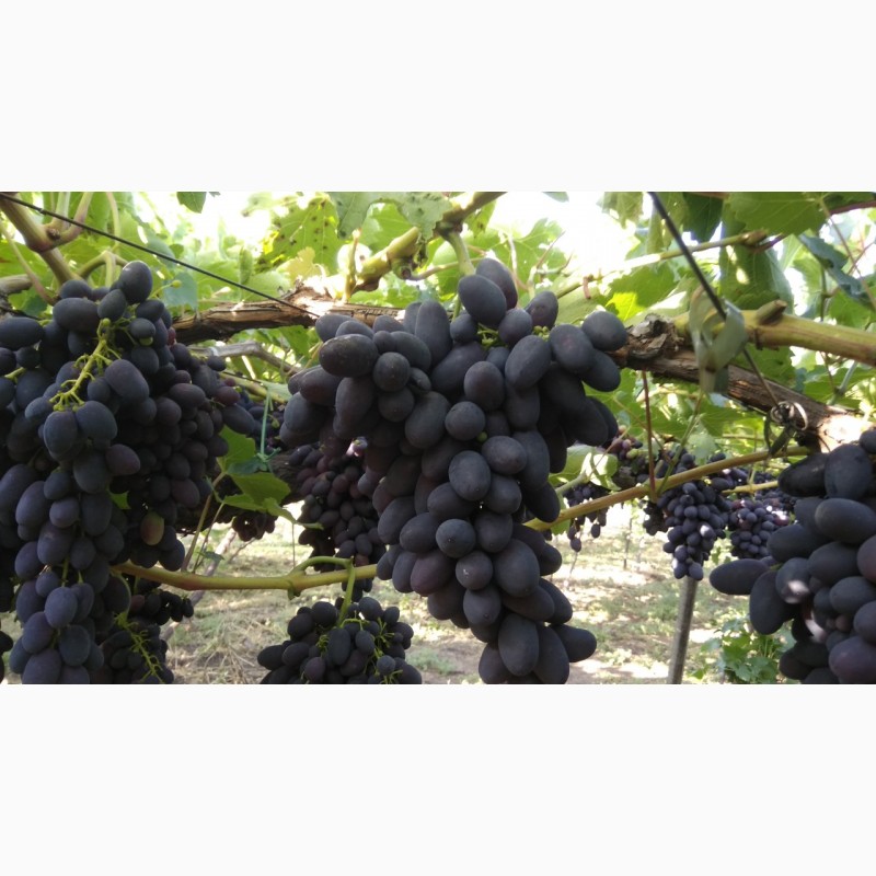 Фото 2. Продам Столовый виноград разных сортов