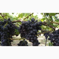 Продам Столовый виноград разных сортов