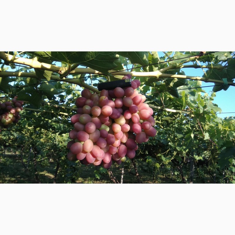 Фото 3. Продам Столовый виноград разных сортов