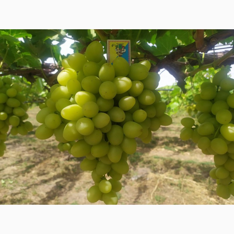 Фото 4. Продам Столовый виноград разных сортов