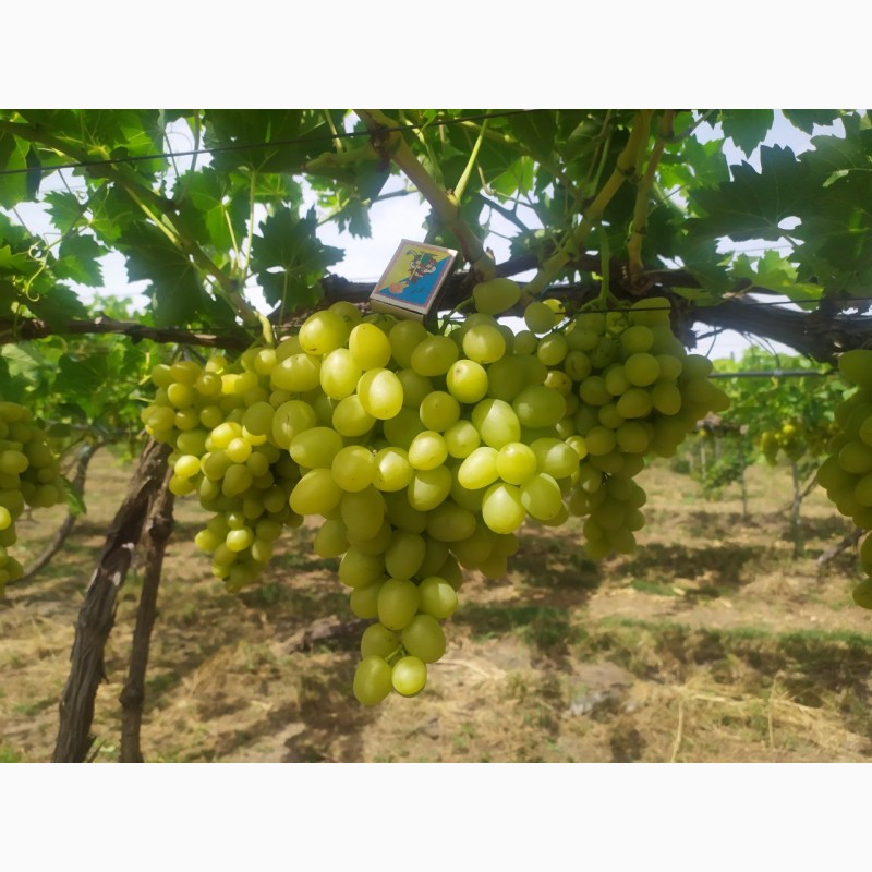 Фото 5. Продам Столовый виноград разных сортов