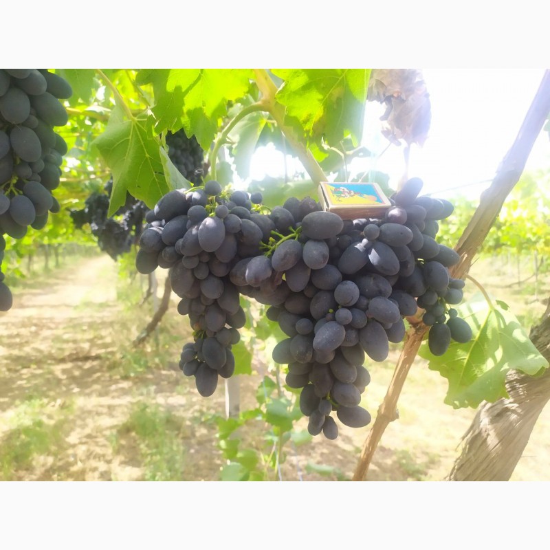 Фото 6. Продам Столовый виноград разных сортов