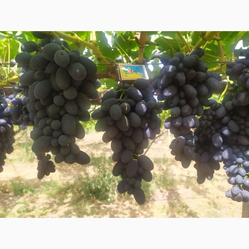 Фото 7. Продам Столовый виноград разных сортов