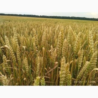 Продам насіння озимої пшениці РОЛАНД (Probstdorfer Saatzucht, Австрія)