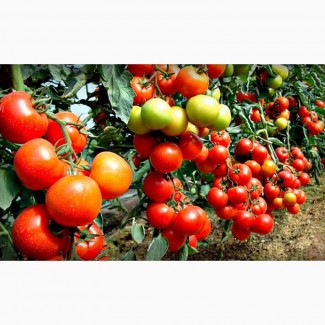 Тепличные помидоры томат оптом