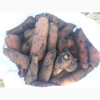 Продам Морковь Абако без болезней на закладку и рынок