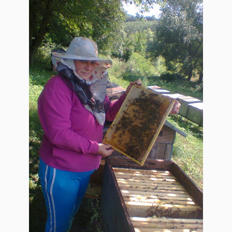 Фото 5. Продам бджолопакети 300шт. і бджолосім#039;ї 100шт