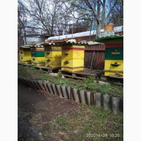 Продам пчёлопакеты