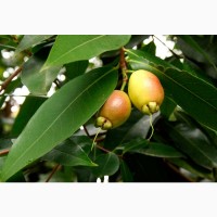 Сізігіум ямбоз, Syzygium Jambos