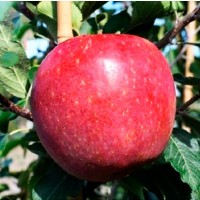 Яблуня осіння Ремо