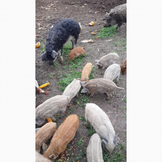 Продам свині породи венгерська мангалиця