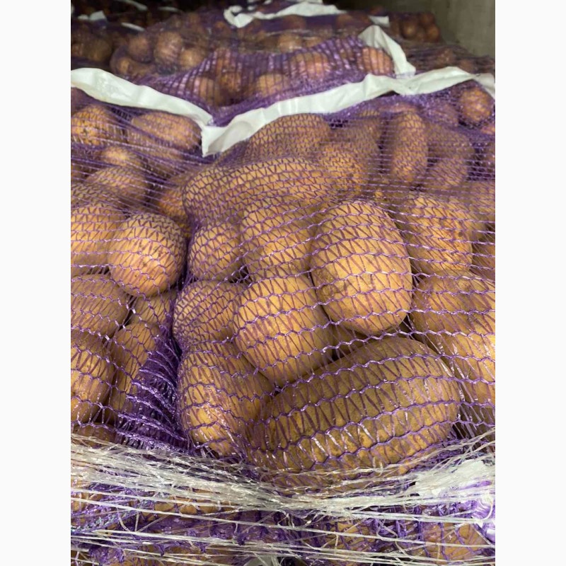 Фото 11. Продам картофель продовольственный 5+ из Литвы