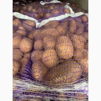 Продам картофель продовольственный 5+ из Литвы