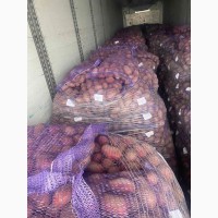 Продам картофель продовольственный 5+ из Литвы