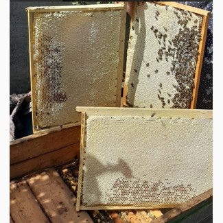Продам бджолосім#039;ї Карпатки