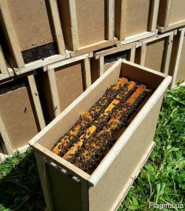 Фото 2. Продам Пчелопакеты/бджолопакети Украинская степная и карпатка 2021