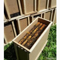 Продам Пчелопакеты/бджолопакети Украинская степная и карпатка 2021