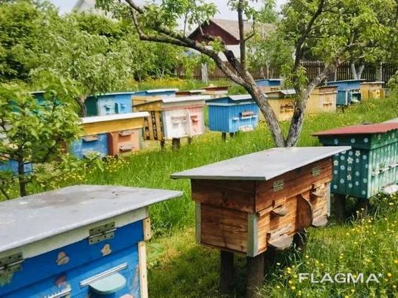 Фото 3. Продам Пчелопакеты/бджолопакети Украинская степная и карпатка 2021