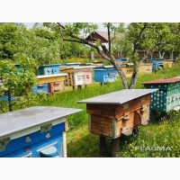 Продам Пчелопакеты/бджолопакети Украинская степная и карпатка 2021