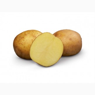 Продам очень лежкий шершавый картофель, сорт ВР 808
