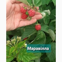 Продам Саджанці малини сорт Маравілла, ремонтантний сорт (ЗКС)