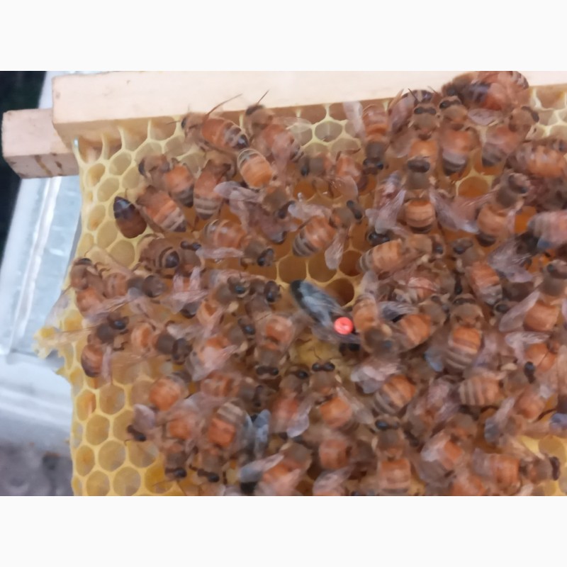 Фото 2. Продам маток, бджоломаток ШО (ІО) F0, бакфаст, карніка, кавказянка