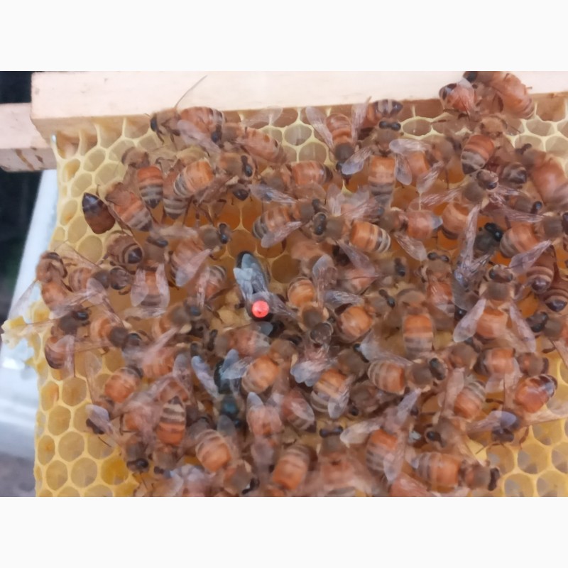 Фото 3. Продам маток, бджоломаток ШО (ІО) F0, бакфаст, карніка, кавказянка
