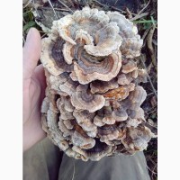 Продам гриб-трутовик траметес разноцветный