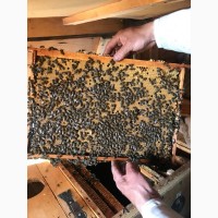 Продам бджолопакети 100- 150 шт