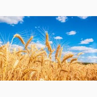 Продам пшеницю білок 11.8