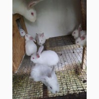 Продам кролики живою вагою