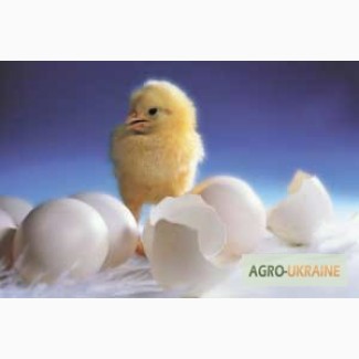Продам яйцо инкубационное куриное Адлер серебристый