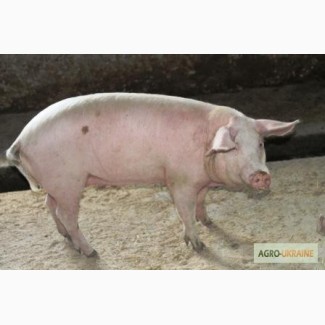 Продам товарных свиней живым весом 115-140 кг