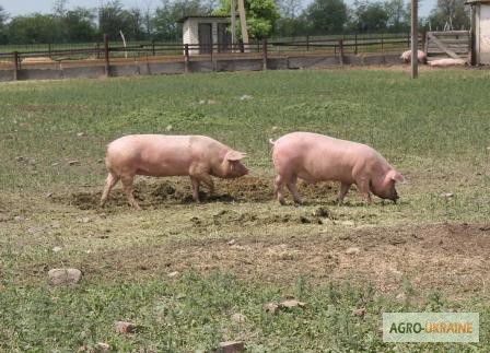 Фото 2. Продам товарных свиней живым весом 115-140 кг