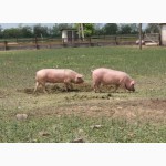 Продам товарных свиней живым весом 115-140 кг