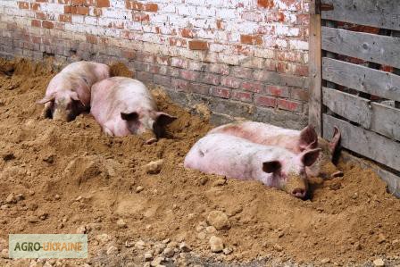 Фото 3. Продам товарных свиней живым весом 115-140 кг