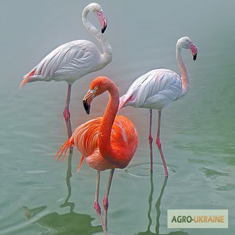 Фото 2. Домашній птах Фламінго, білі та рожеві фламінго