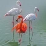 Домашній птах Фламінго, білі та рожеві фламінго