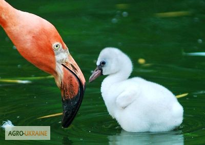 Фото 3. Домашній птах Фламінго, білі та рожеві фламінго