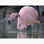 Домашній птах Фламінго, білі та рожеві фламінго
