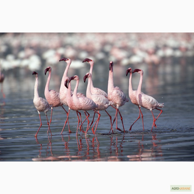 Фото 6. Домашній птах Фламінго, білі та рожеві фламінго
