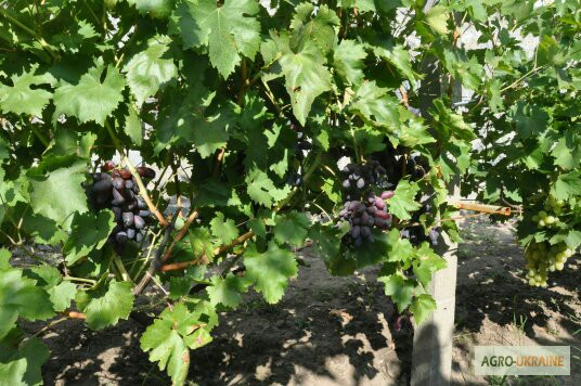 Фото 2. 2-х и 3-х летние саженцы винограда