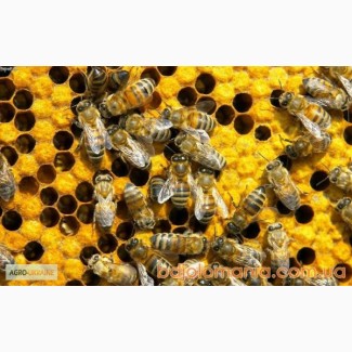 Продам бджолосім ї ціна договірна