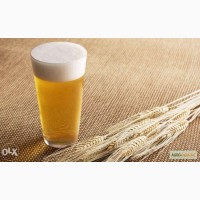Солод пшеничный пивоварний