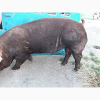 Свиньи поросята ремсвинки хряки племенные мясные породы