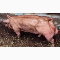Свиньи поросята ремсвинки хряки племенные мясные породы