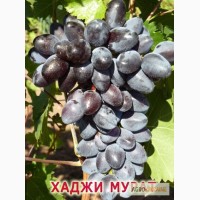 Привитые саженцы винограда Оптом