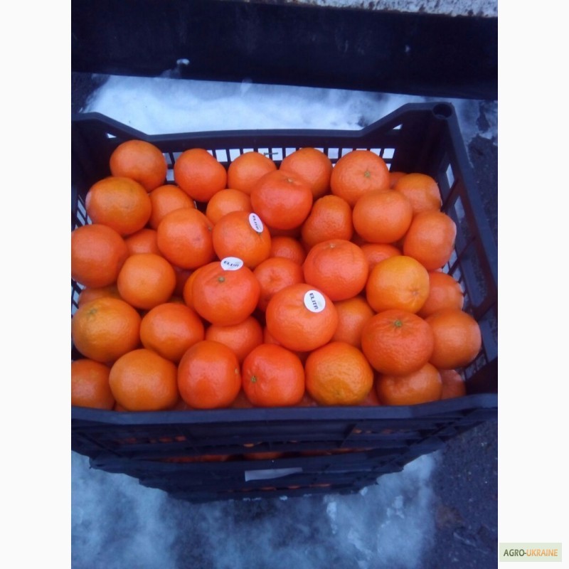 Фото 4. Греческий мандарин сорта КЛЕМЕНТИН уже в Украине