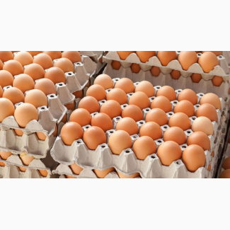 Яйця інкубаційні КОББ-500