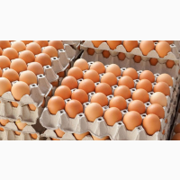 Яйця інкубаційні КОББ-500